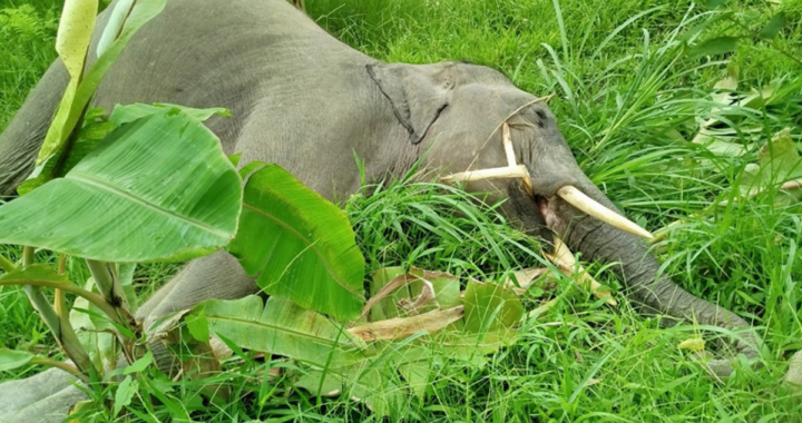 Wild Elephant Baby